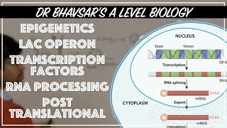 Gene regulation for A level biology [upl. by Aicenet]