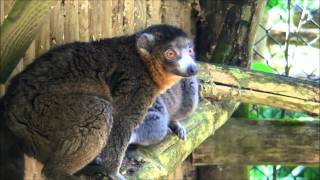 Rare Mongoose Lemurs at Port Lympne Wild Animal Park [upl. by Merrie628]