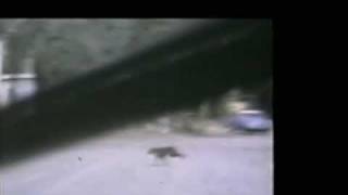 Film of a Possible Thylacine  South Australia 1973 [upl. by Werdna289]