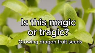 One thing about me if there’s a seed I’m going to try and grow it plantgrowth dragonfruitplant [upl. by Aihsinat]