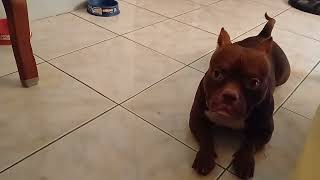 american bully breeding [upl. by Belier]