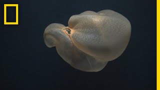 Mysterious DeepSea Jellyfish Filmed in Rare Sighting  National Geographic [upl. by Ayekahs389]