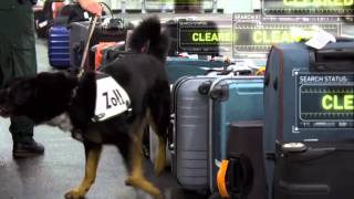 XRay Mega Airport Drug Sniffing Dog [upl. by Malvino]