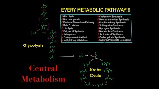 EVERY SINGLE METABOLIC PATHWAY YOU NEED TO KNOW FOR BIOCHEMISTRY MCAT IN 30 MINUTES [upl. by Ttenrag491]