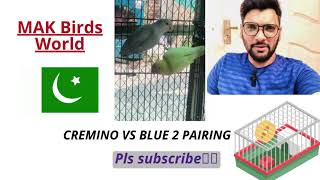 Cremino vs Blue2 workingExpensive pairingBreeding season 202324 [upl. by Betta]