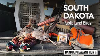 South Dakota Pheasant Hunting Quick Hunt Lasting Memories [upl. by Billie]