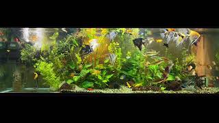 Angelfish community aquarium [upl. by Annodam]