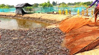 Vannamei Culture In Freshwater  Shrimp Pond Construction In India [upl. by Yatnahc]