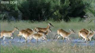 HD Leaping Lechwe  Natures Great Events The Great Flood  BBC One [upl. by Andeee]