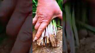 youtubeshorts agriculture viralvideo [upl. by Nylirret717]