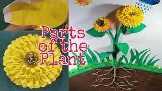 PARTS OF THE PLANT  How to make 3D Art for school activities partsofplant plants diy art [upl. by Bab]