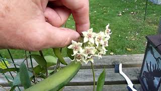 A Visit With Hoya graveolens [upl. by Isolde]