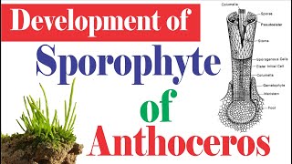 Anthoceros Development of Sporophyte  Sporophyte of Hornworts  Anthocerotopsida [upl. by Eladnek]