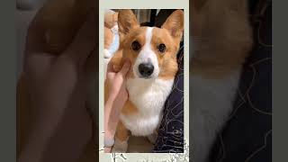 The dog’s thoughts are all written on his face Corgi 10000 moments healed by puppies [upl. by Nyrahs857]