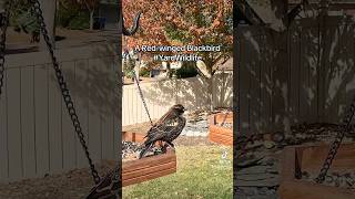 A red winged blackbird visits the feeder tray [upl. by Aloke695]