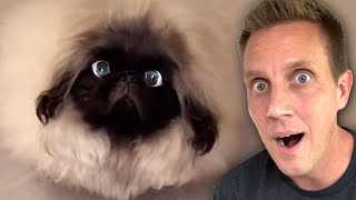 The CUTEST Dog Reactions Ever  Cute Pet Videos Compilation [upl. by Pascia351]