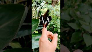 Der Schmetterling Hypolimnas monteironis  Blacktipped Diadem [upl. by Amy]