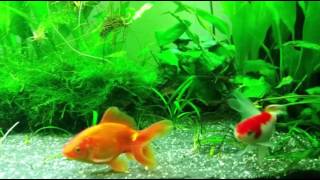 Fantail Goldfish video HD [upl. by Anetta896]