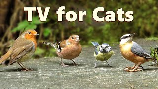 Cat TV Birds  Captivating Birds for Cats to Watch [upl. by Hanikas]