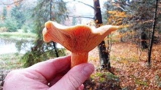 Rydz Lactarius deliciosus [upl. by Moon]