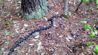 BIG King snake in the North Carolina woods [upl. by Hubing358]