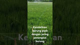 Penggunaan jaring untuk kendalikan burung pipit [upl. by Kalikow]