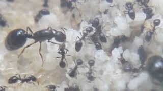 Monomorium minimum update 2 TONS of brood INSANE growth [upl. by Akeber]