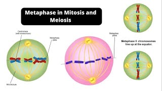 Metaphase in Mitosis and Meiosis – Metaphase 1 and Metaphase 2 [upl. by Yehtomit]