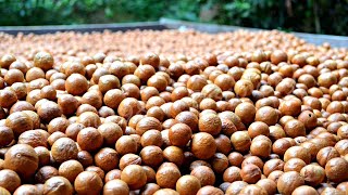 Why Macadamia Nut Is So Expensive  Harvest Macadamia Nuts In The American [upl. by Jankell]