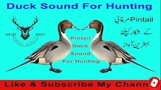 Pintail duck sound [upl. by Smith]