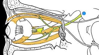 Cranial nerves III IV and VI [upl. by Reinar]