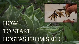 How to Grow Hostas from Seed From SEEDS to Germination [upl. by Helmer]