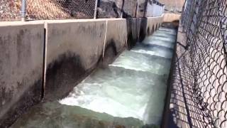 Salmon at the fish ladder [upl. by Ycrep]