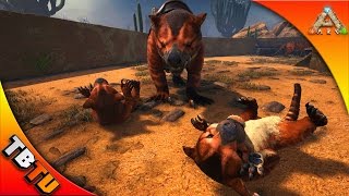 THYLACOLEO TAMING THYLACOLEO BREEDING AND IMPRINTING Ark Scorched Earth Gameplay  Gaming Evolved [upl. by Tima]