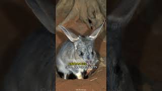 Bilby  The RabbitEared Bandicoot [upl. by Ruscher]