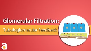 Glomerular Filtration Tubuloglomerular Feedback [upl. by Flavian22]