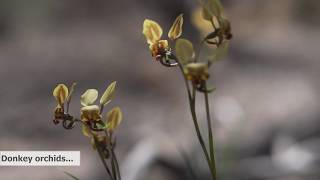 Wheatbelt Way Wildflowers Video [upl. by Namhar483]