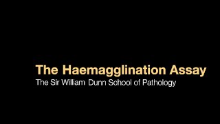 The Haemagglutination assay [upl. by Joelle]