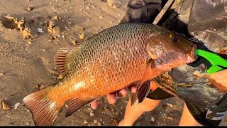 Mangrove Jack fishing Wagait Beach [upl. by Eislel]