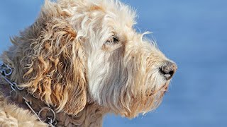 Swimming with Soft Coated Wheaten Terriers Everything You Need to Know [upl. by Wendin504]