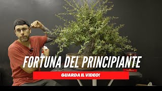 QUALE TERRICCIO USARE PER COLTIVARE UN BONSAI [upl. by Clifford]