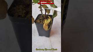 Feeding my Nepenthes a Hammerhead Worm🐛 nepenthesplant pitcherplants carnivorousplants nepenthes [upl. by Layap516]