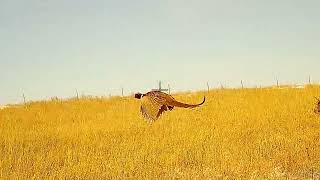 Redemption  South Dakota Public Land Pheasant Hunting 2024 [upl. by Hege]