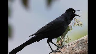 Greattailed Grackle  rare guest Loud and energetic [upl. by Etsirk834]