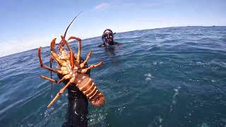 Kaikōura Dive Jan 2023  Kōura Crayfish Kina and Butterfish [upl. by Akino]