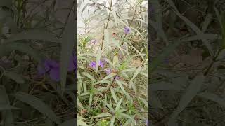 Ruellia tuberosa  scientific name of this flowershorts video [upl. by Natasha371]