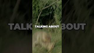 Exploring the Mysterious Bornean Bay Cat in 60 Seconds [upl. by Amak]