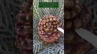 Encephalartos lehmannii  Cycad Pollination 2022  Encephalartos woodii Debutant Ball [upl. by Anaher]