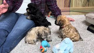 Carmels Schnoodle puppies that are SOLD  October 28 2024 [upl. by Anerb]