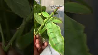 Cryptophyllium faulkneri Dong Giang 🇻🇳🙊 massive leaf insect from Vietnam phasmatodea [upl. by Adiarf]